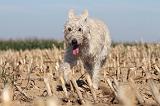 BOUVIER DES ARDENNES 135